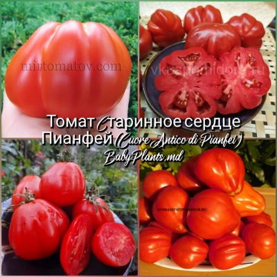 Томат Cтаринное сердце Пианфей (Cuore Antico di Pianfei) - 10 семян