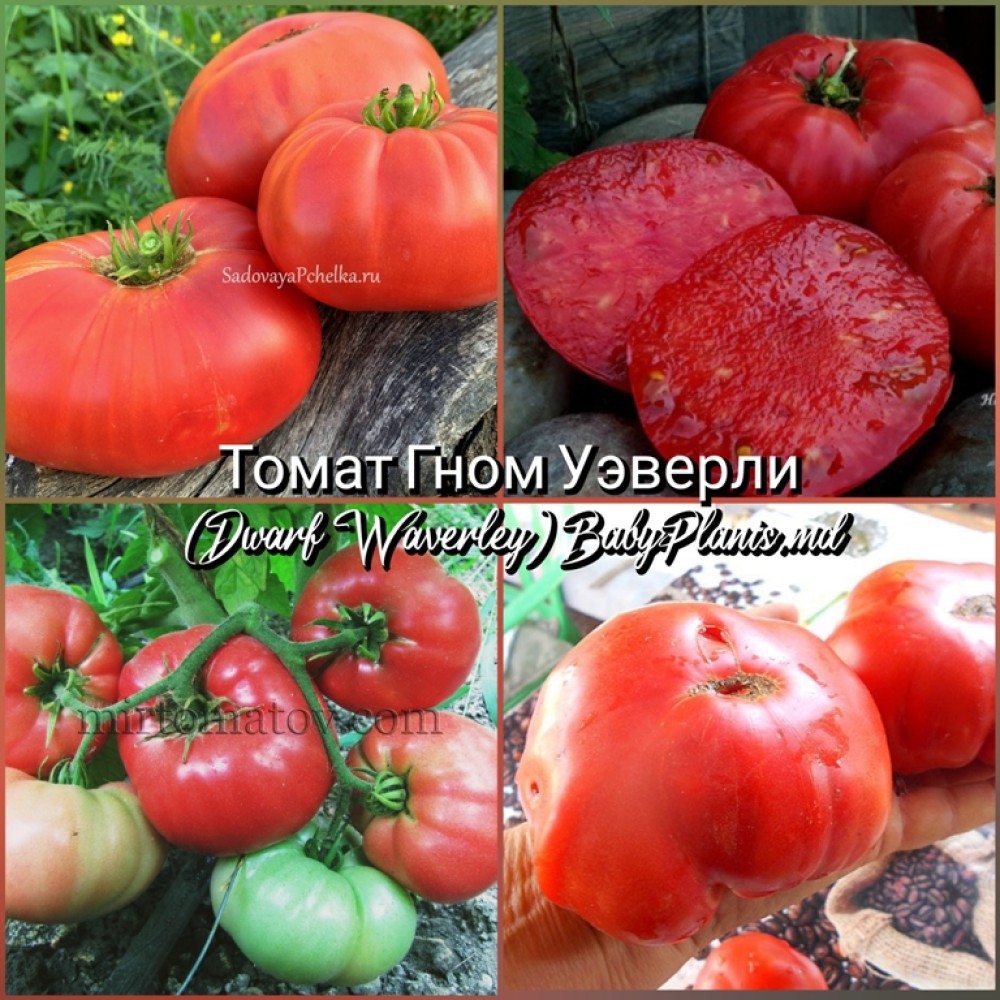 Томат Гном Уэверли (Dwarf Waverley) - 10 семян