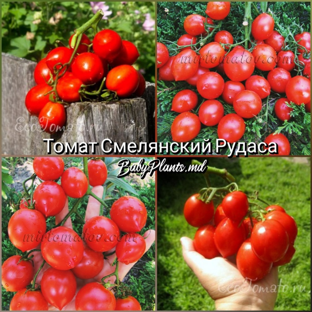 Томат Смелянский Рудаса - 10 семян