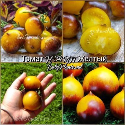 Томат H-34 ROT Желтый - 10 семян