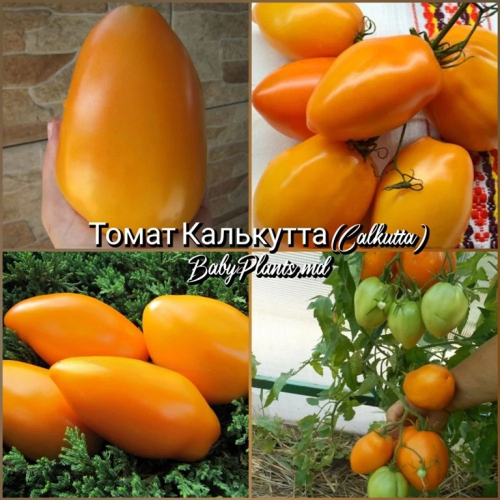 Томат Калькутта (Calkutta) - 10 семян