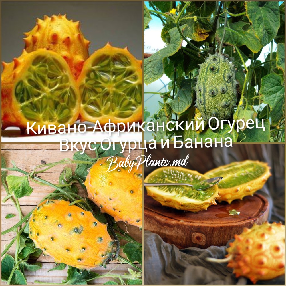 Кивано 5 семян