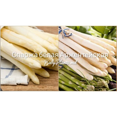 Спаржа белая Аржентейская 1 