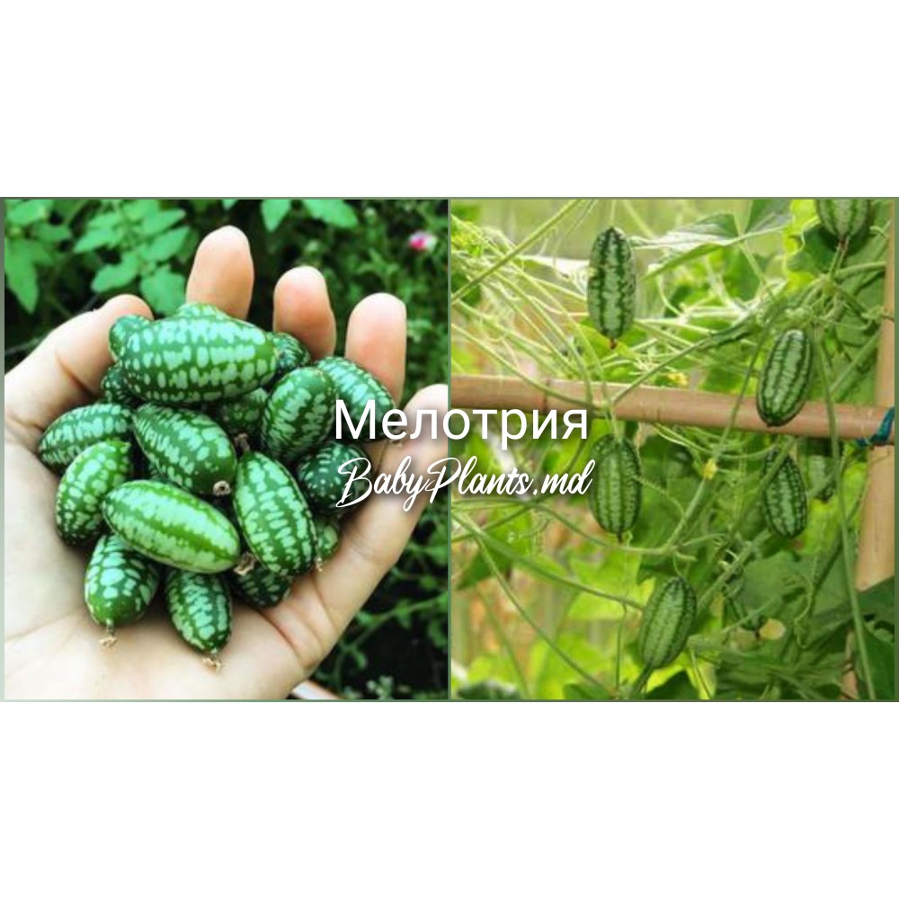 Мелотрия 10шт