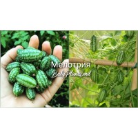 Мелотрия 10шт