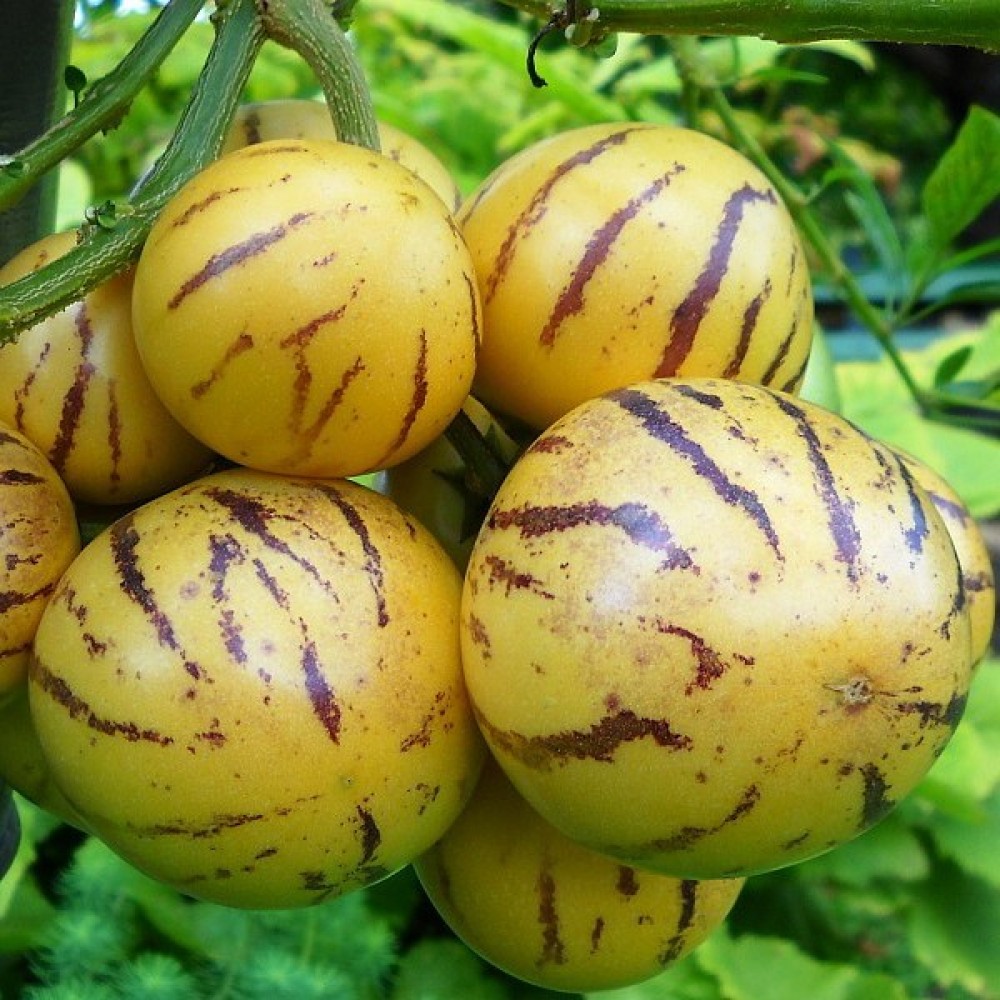 Пепино (Дынная груша) 5 семян