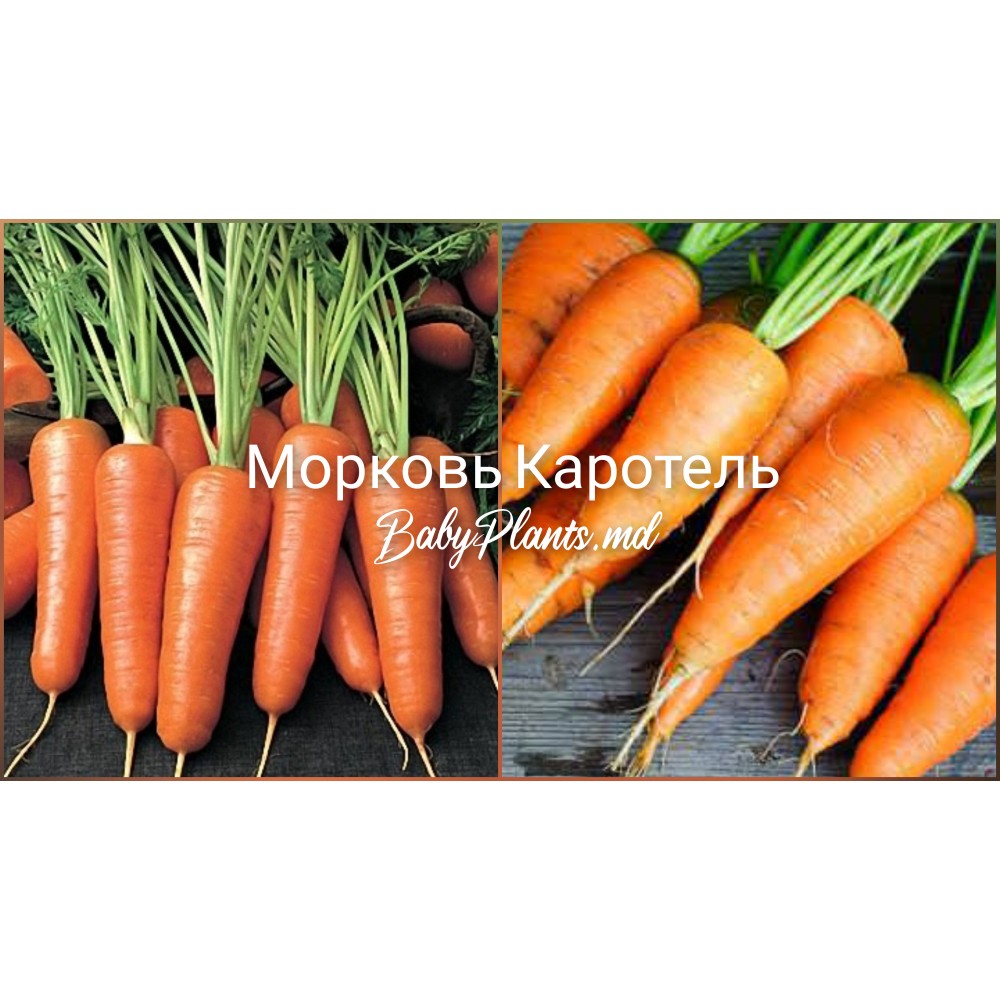 Морковь Каротель 3 г