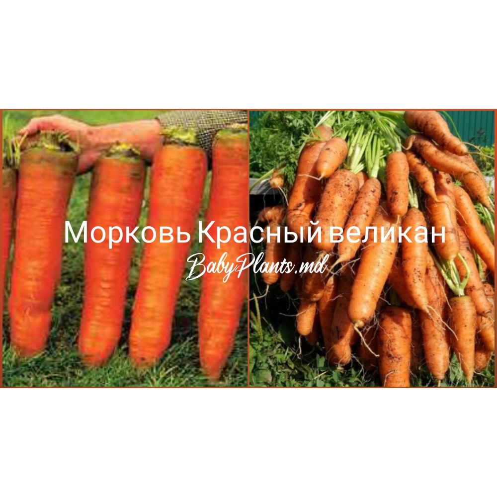 Морковь Красный великан 3 г