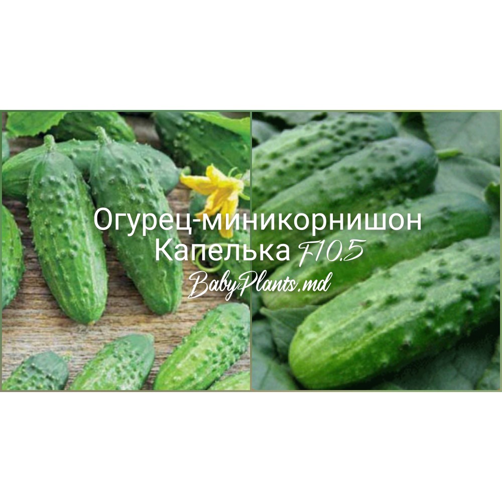 Огурец-миникорнишон Капелька F1 0.5