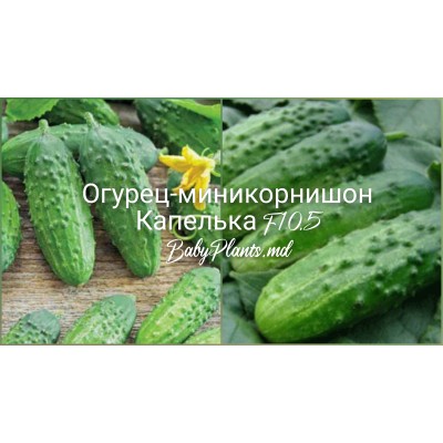Огурец-миникорнишон Капелька F1 0.5
