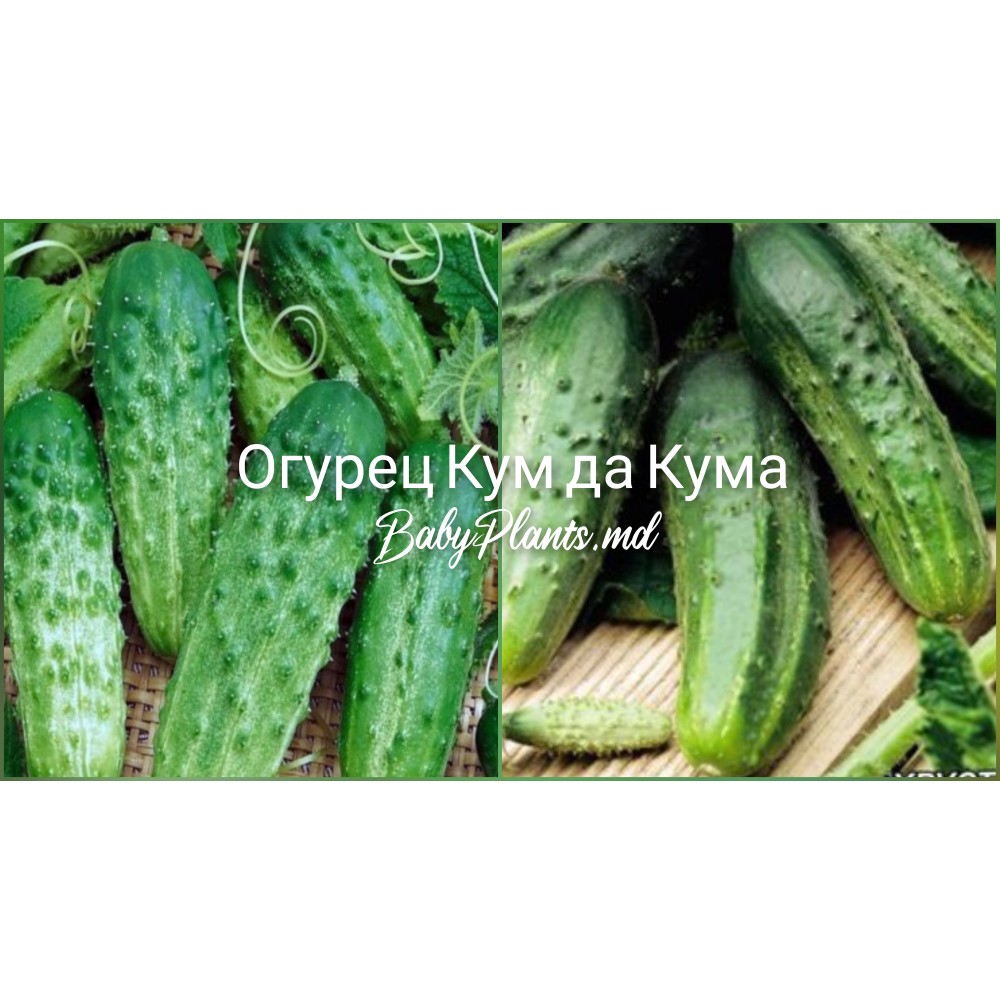 Огурец Кум да Кума F1 0.5 г