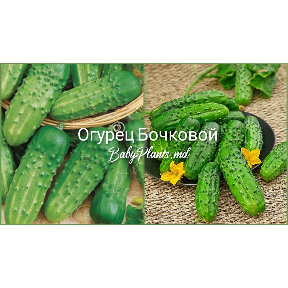 Огурец Бочковой F1 0.5 г