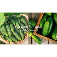 Огурец Закуска 1 г