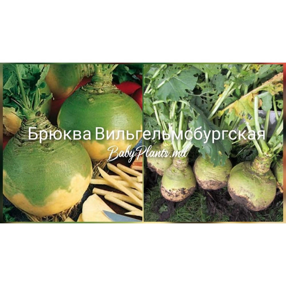 Брюква Вильгельмсбургская 1 г