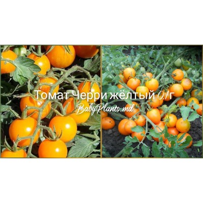 Томат Черри жёлтый 0.1 г