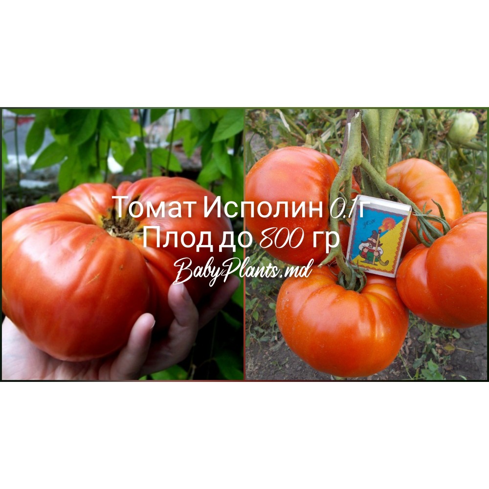 Томат Исполин 0.1 г
