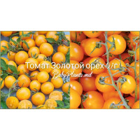 Томат Золотой орех 0.1 г