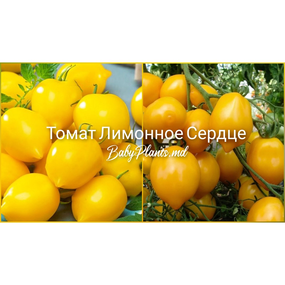 Томат Лимонное сердце 0.1