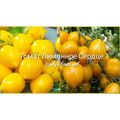 Томат Лимонное сердце 0.1