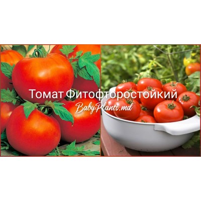 Томат Фитофторостойкий 0.1 г