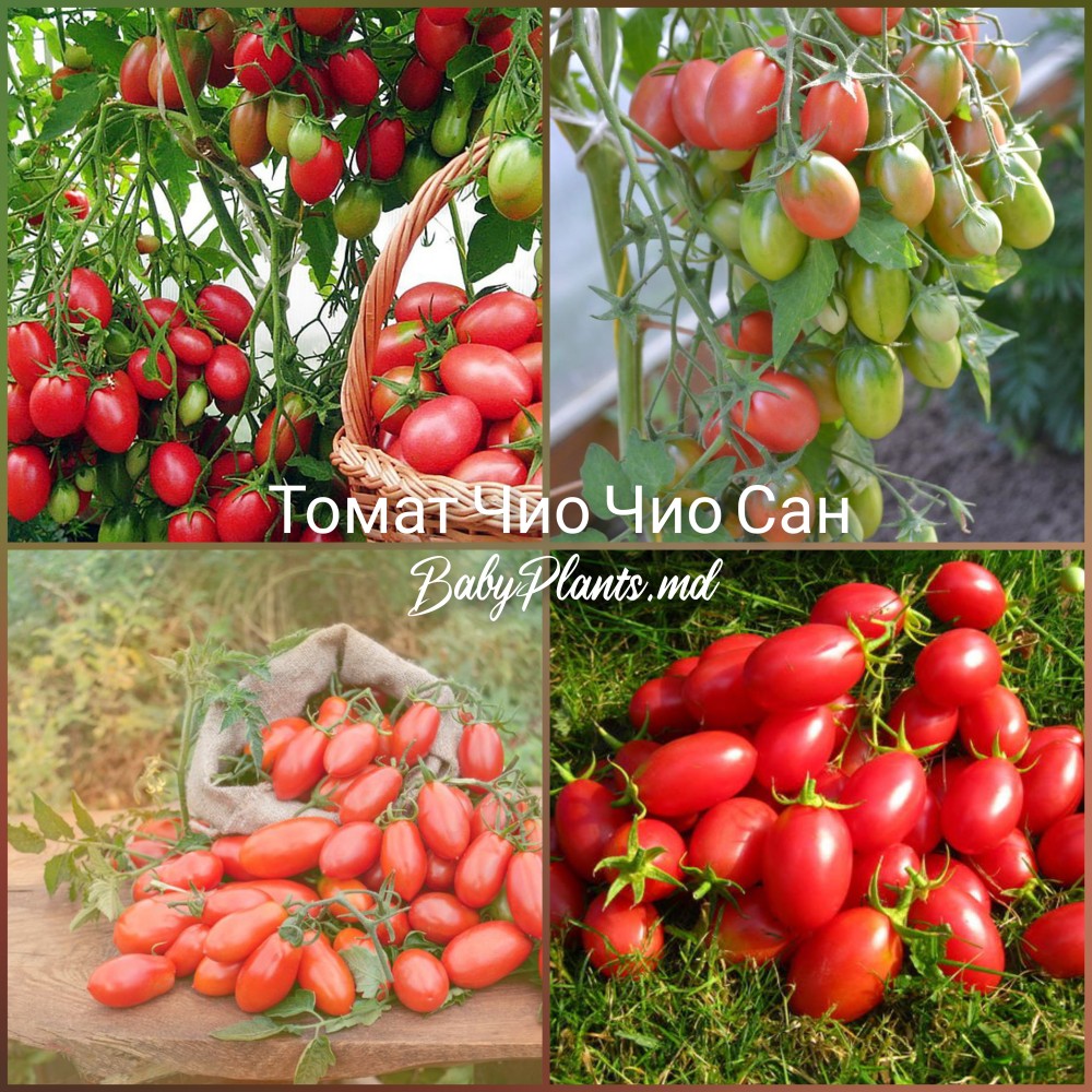 Томат Чио-Чио-Сан 0.1 г