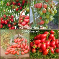 Томат Чио-Чио-Сан 0.1 г