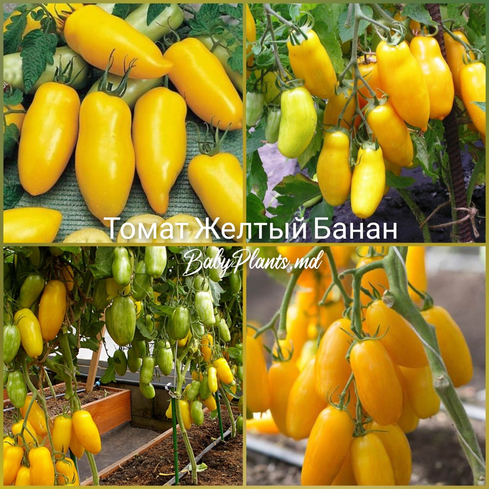 Томат Банан жолтый 0.1 г
