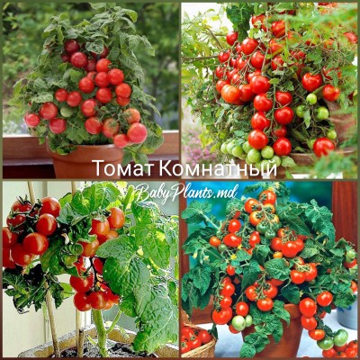 Томат Комнатный 0.1 г