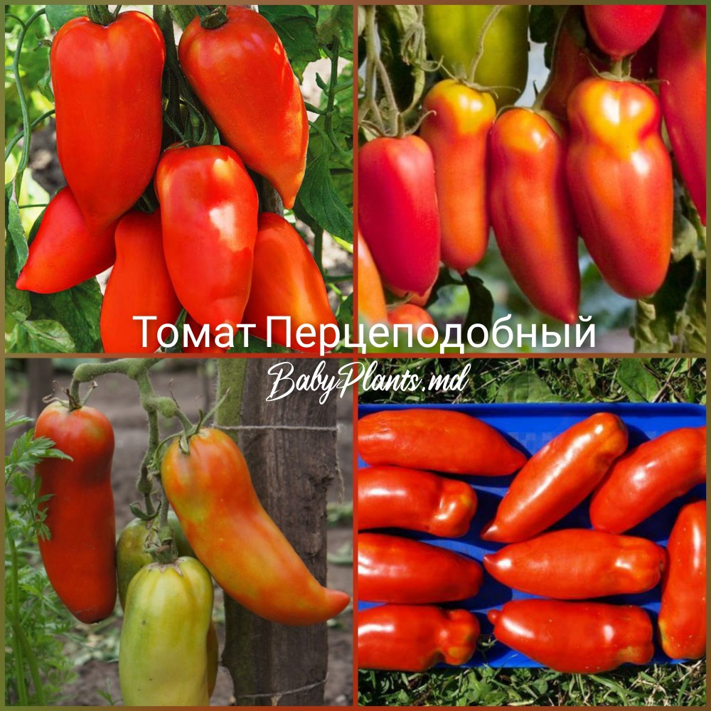 Томат Перцеподобный 0.1 г