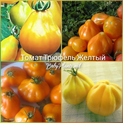 Томат Трюфель жёлтый 0.1 г