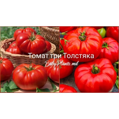 Томат Три толстяка 0.1 г