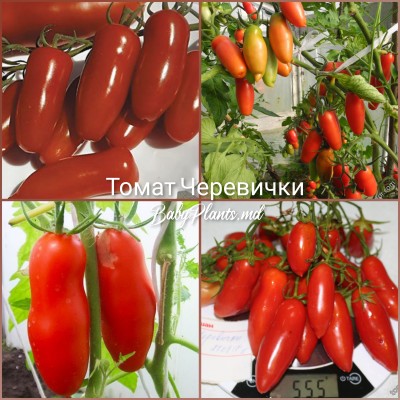 Томат Черевички