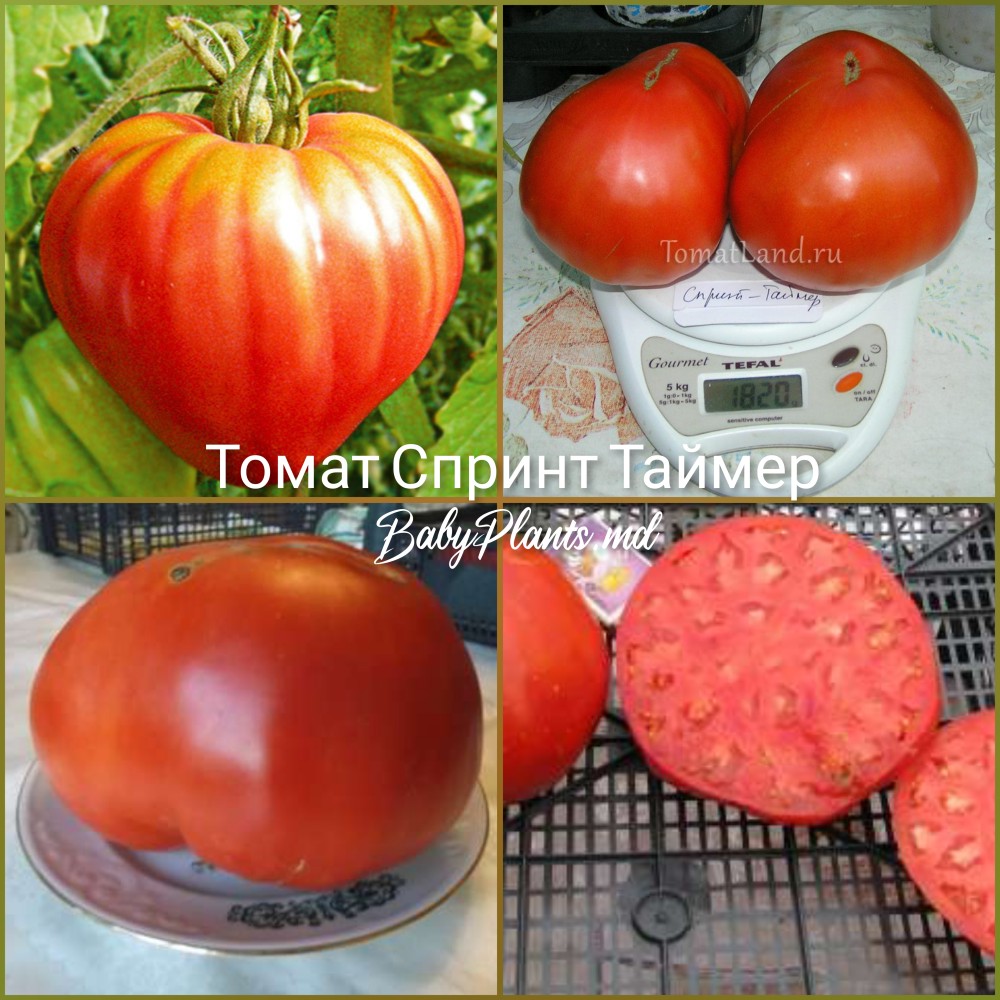 Томат Спринт Таймер