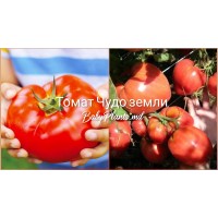 Томат Чудо земли (0.1г)