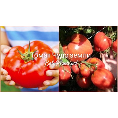 Томат Чудо земли (0.1г)