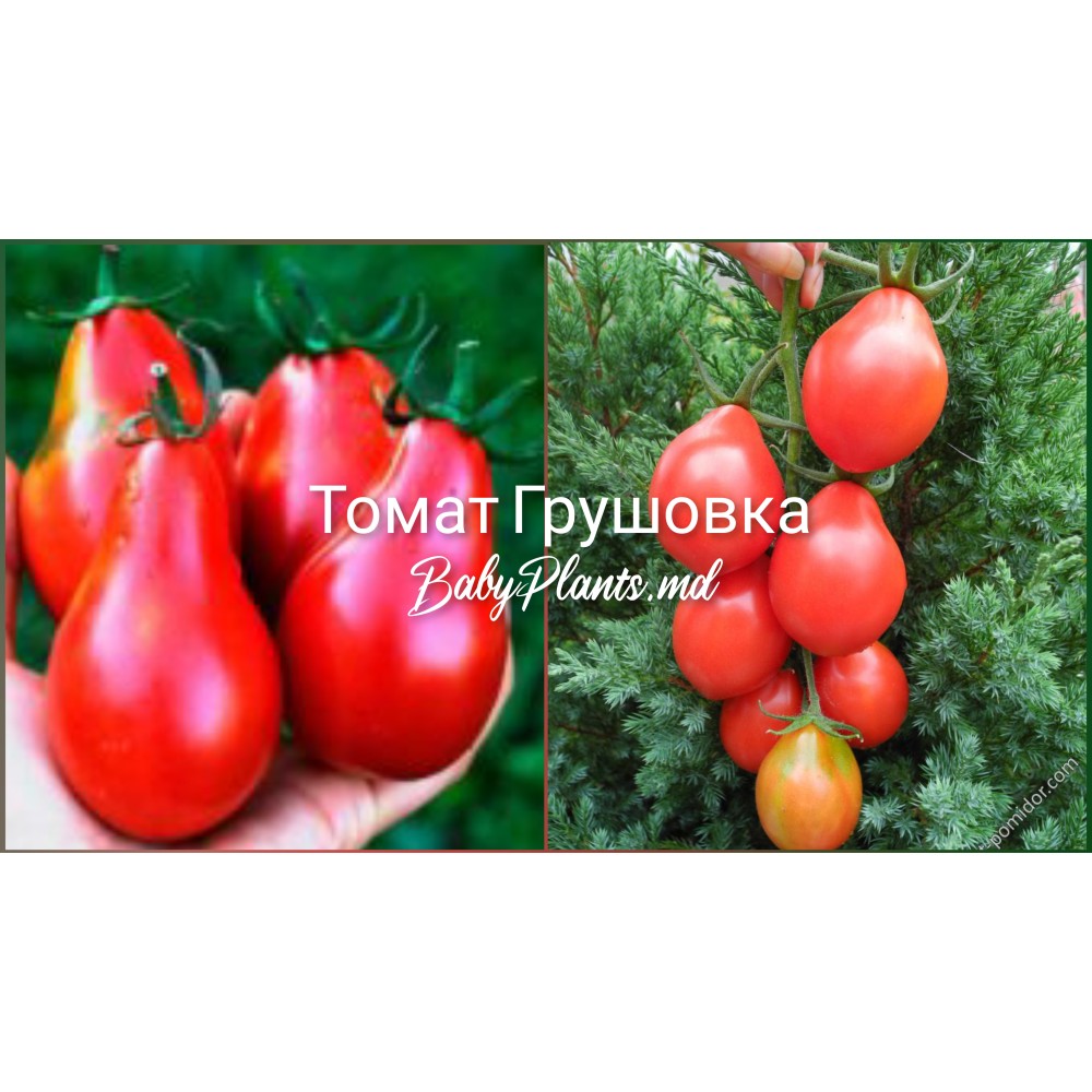 Томат Грушовка (0,1г)