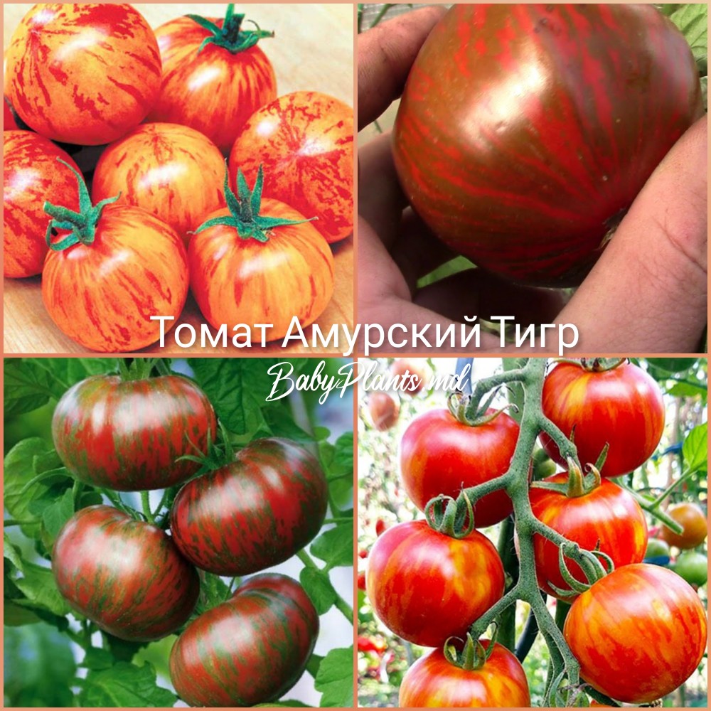 Томат Амурский Тигр (0,1г)