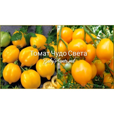 Томат Чудо Света 0.1 г