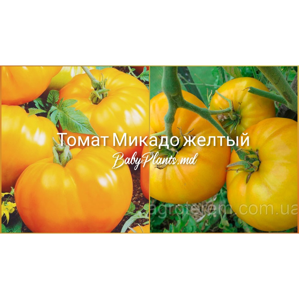 Томат Микадо желтый 0.1 г