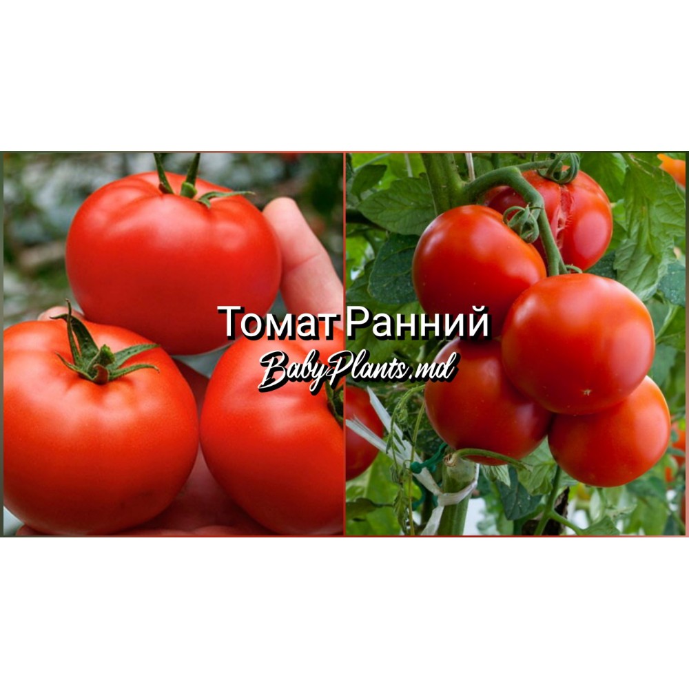 Томат Ранний 0.1 г