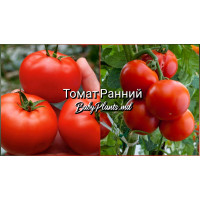 Томат Ранний 0.1 г