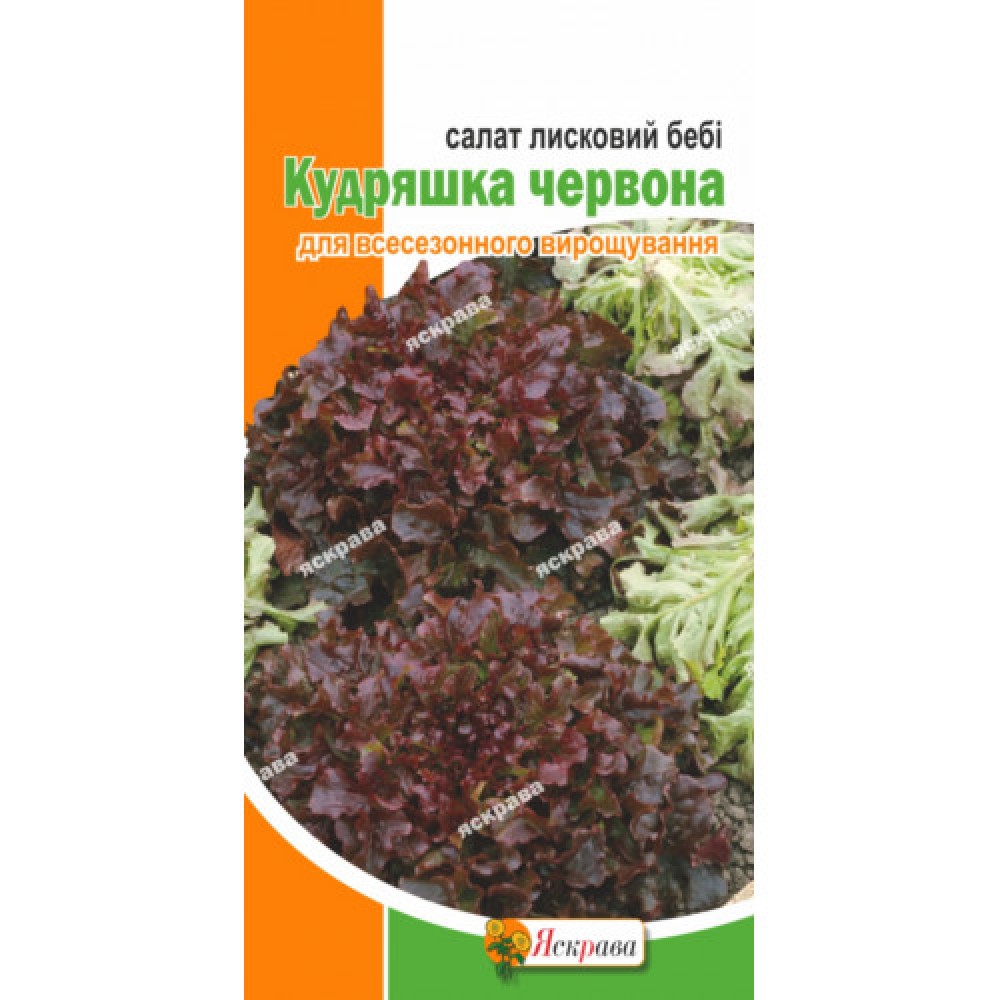 Салат бэби Кудряшка фиолетовая 1 г