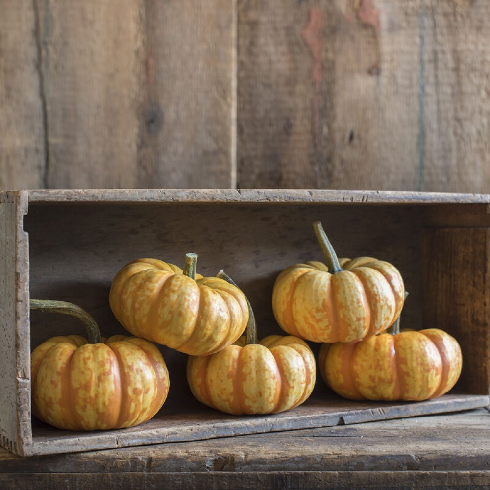 Dovleac Spark (F1) 5 buc.