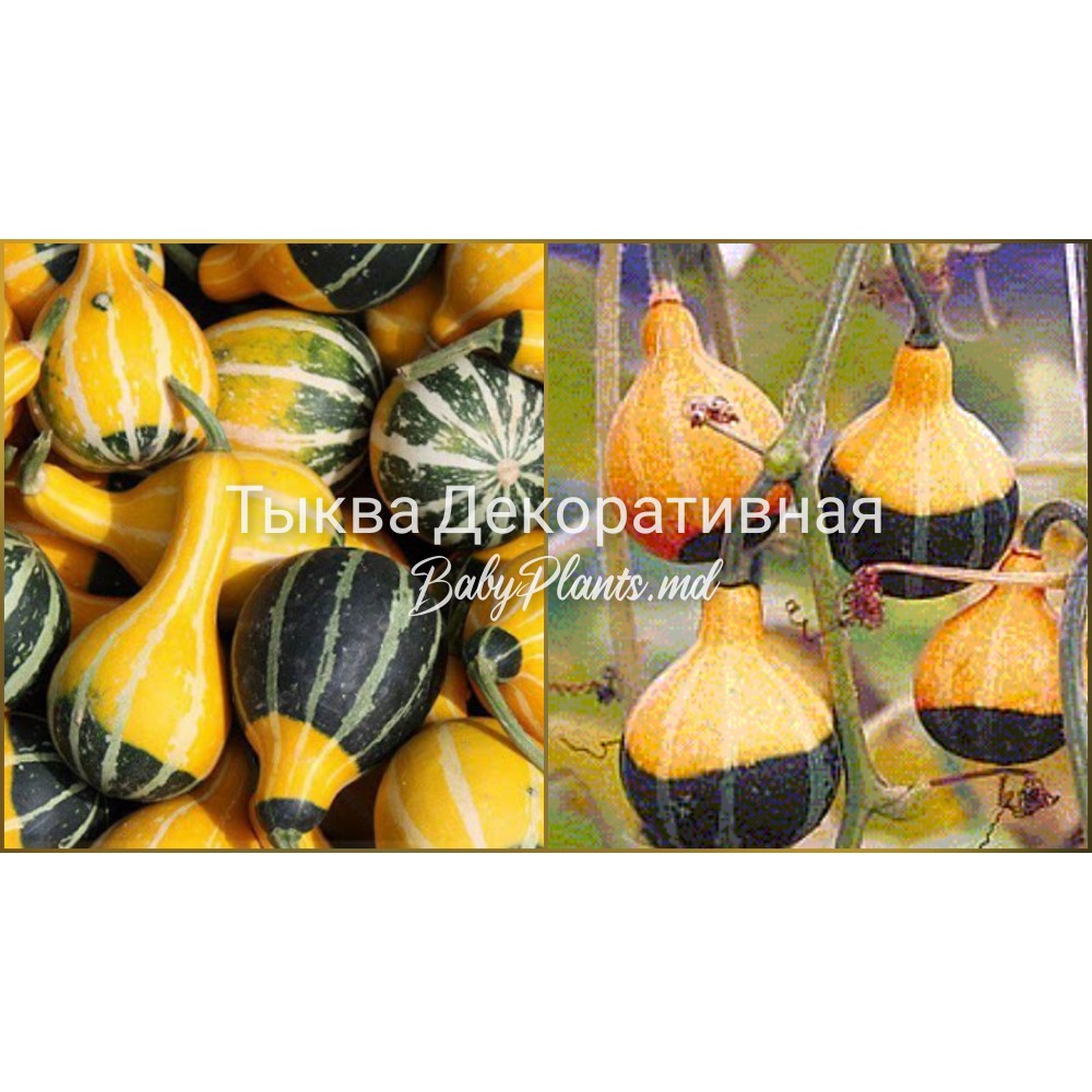 Тыква Декоративная 0.5 г