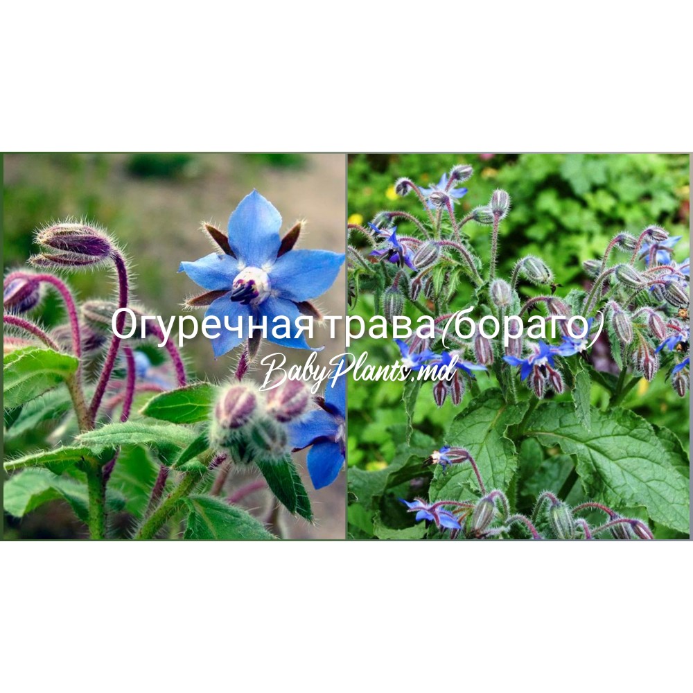 Огуречная трава (бораго) 1 г