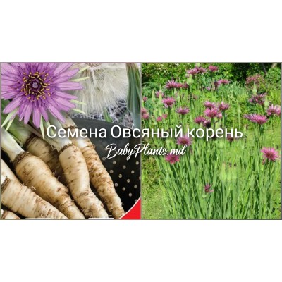 Овсяный корень (0.5г)