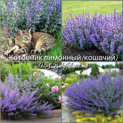 Котовник лимонный (кошачий) 0.5 г