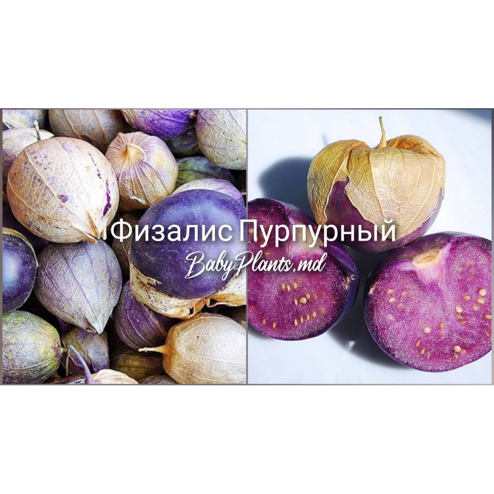 Физалис Пурпурный