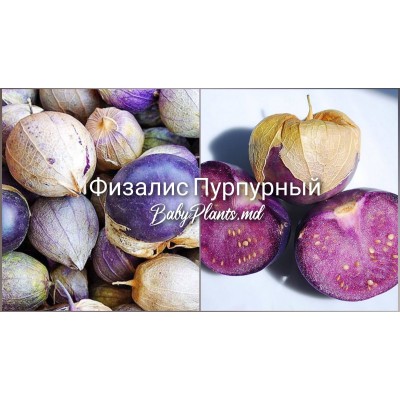Физалис Пурпурный