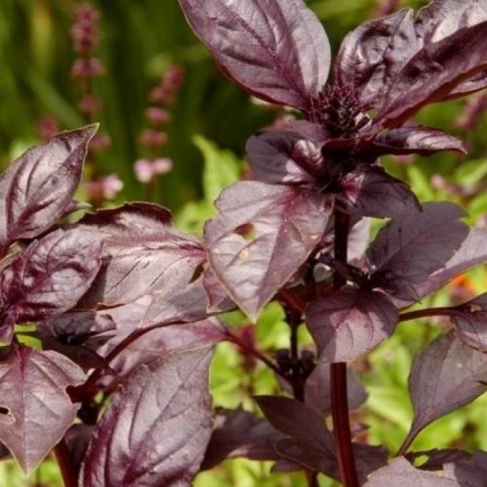 Базилик Красный Рубин 0.2 г